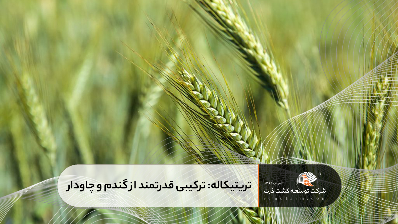 تریتیکاله: ترکیبی قدرتمند از گندم و چاودار