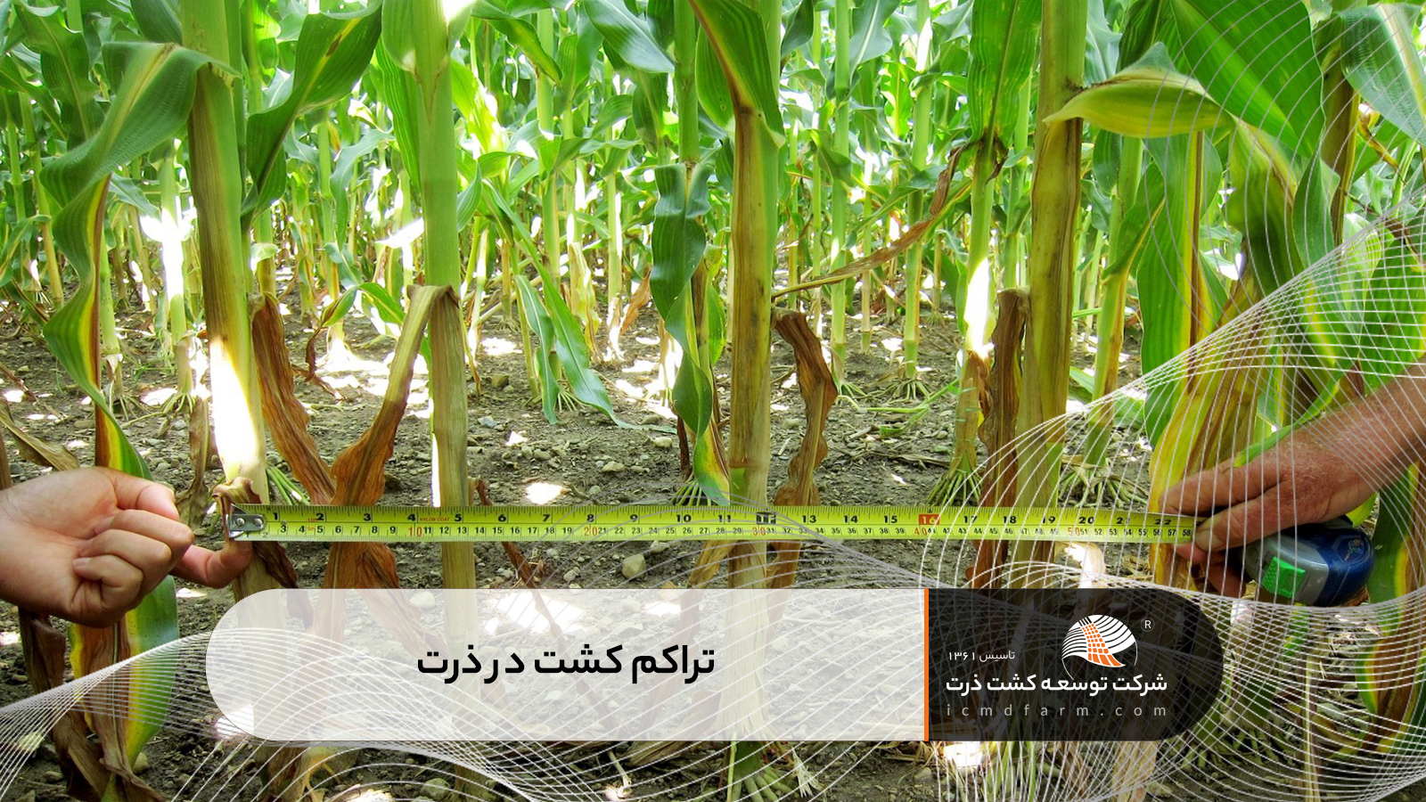 تراکم کشت در ذرت