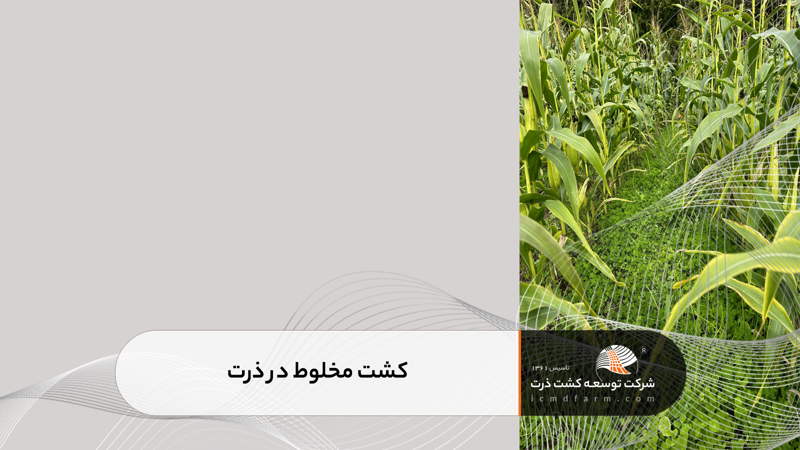 کشت مخلوط در ذرت