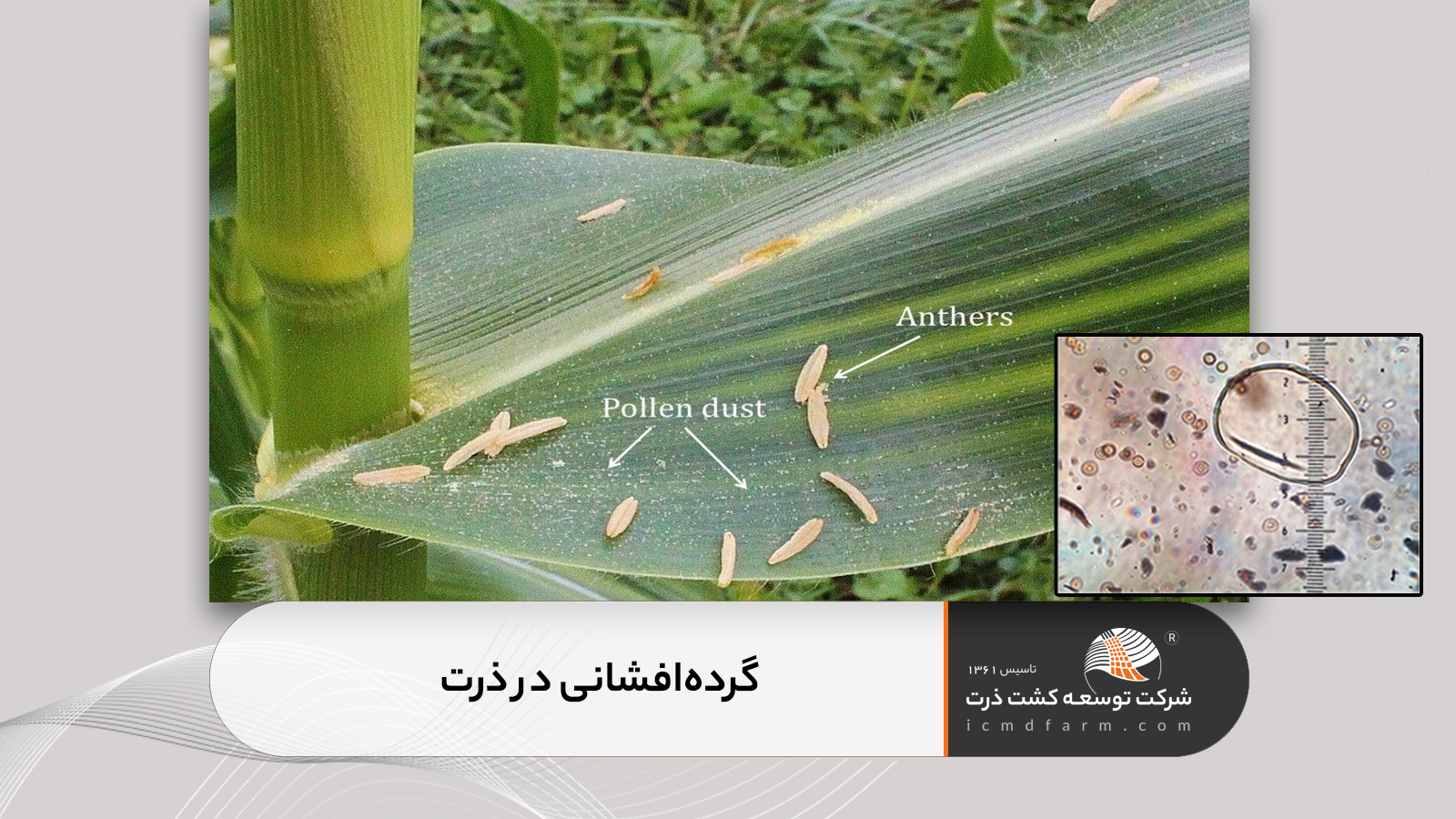 گرده افشانی در ذرت