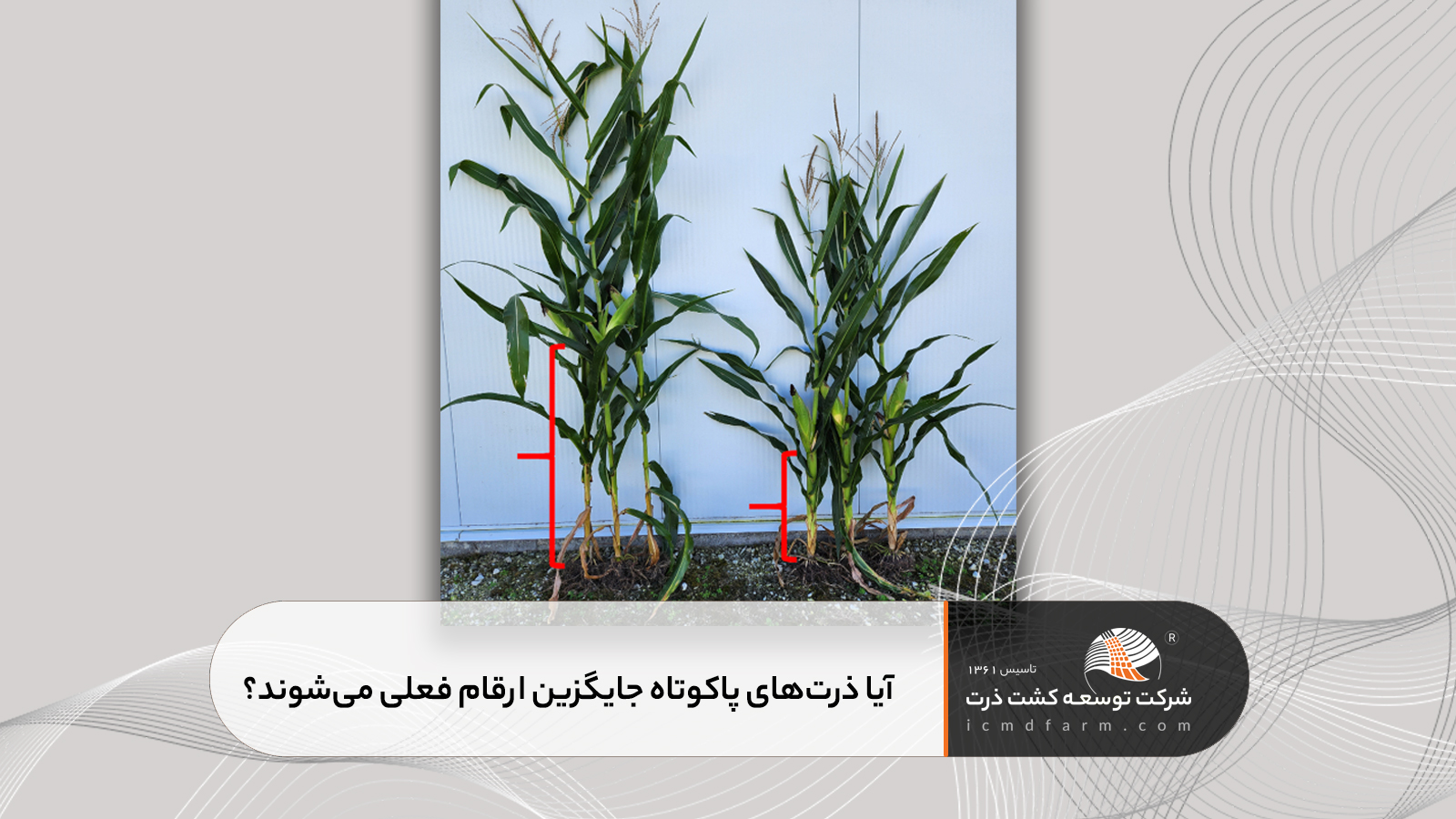 آیا ذرت‌های پاکوتاه جایگزین ارقام فعلی می‌شوند؟
