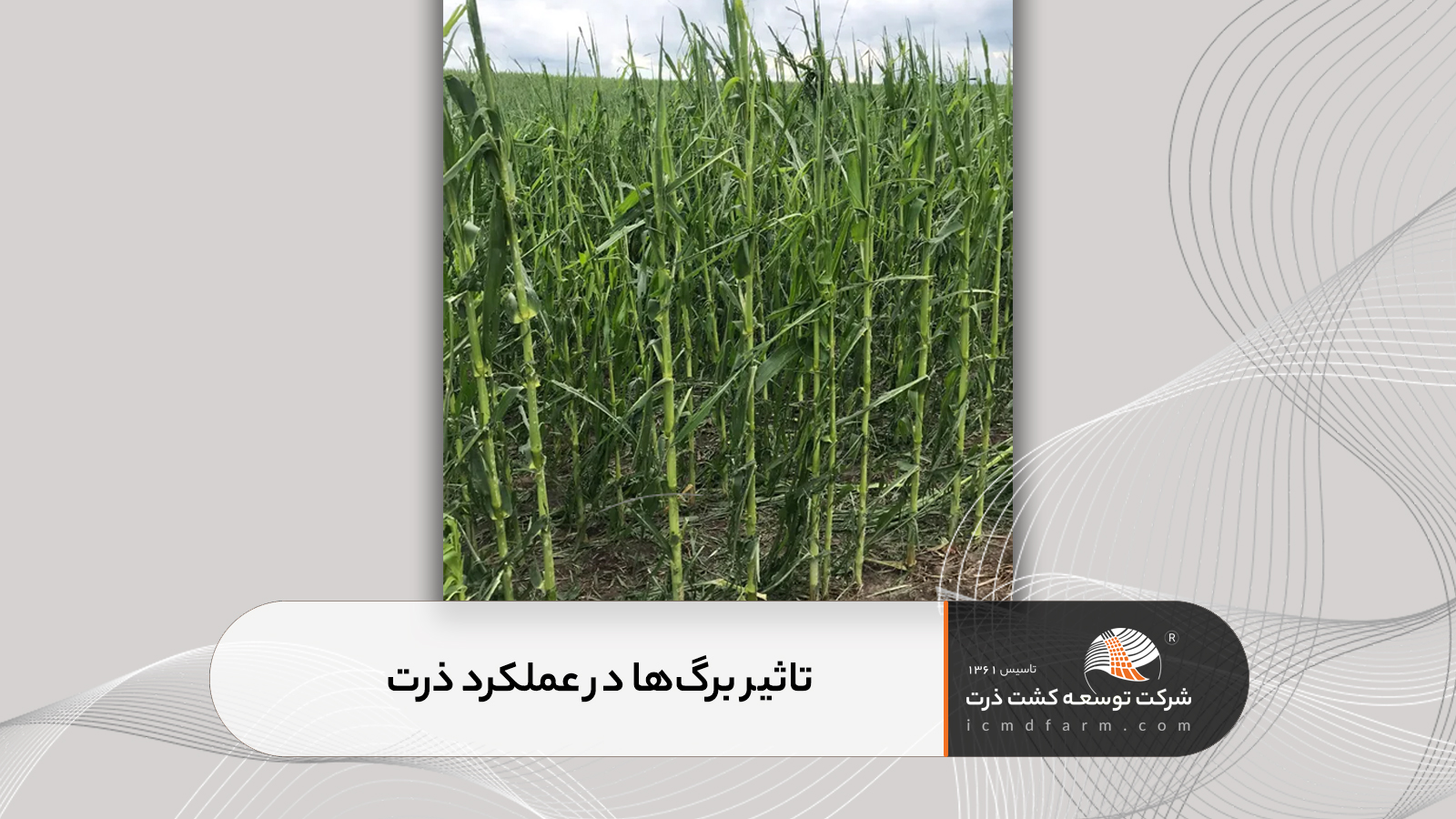 تاثیر برگ ها در عملکرد ذرت
