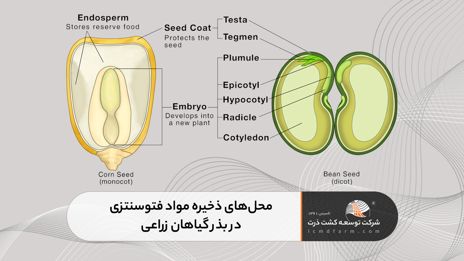 شرکت توسعه کشت ذرت