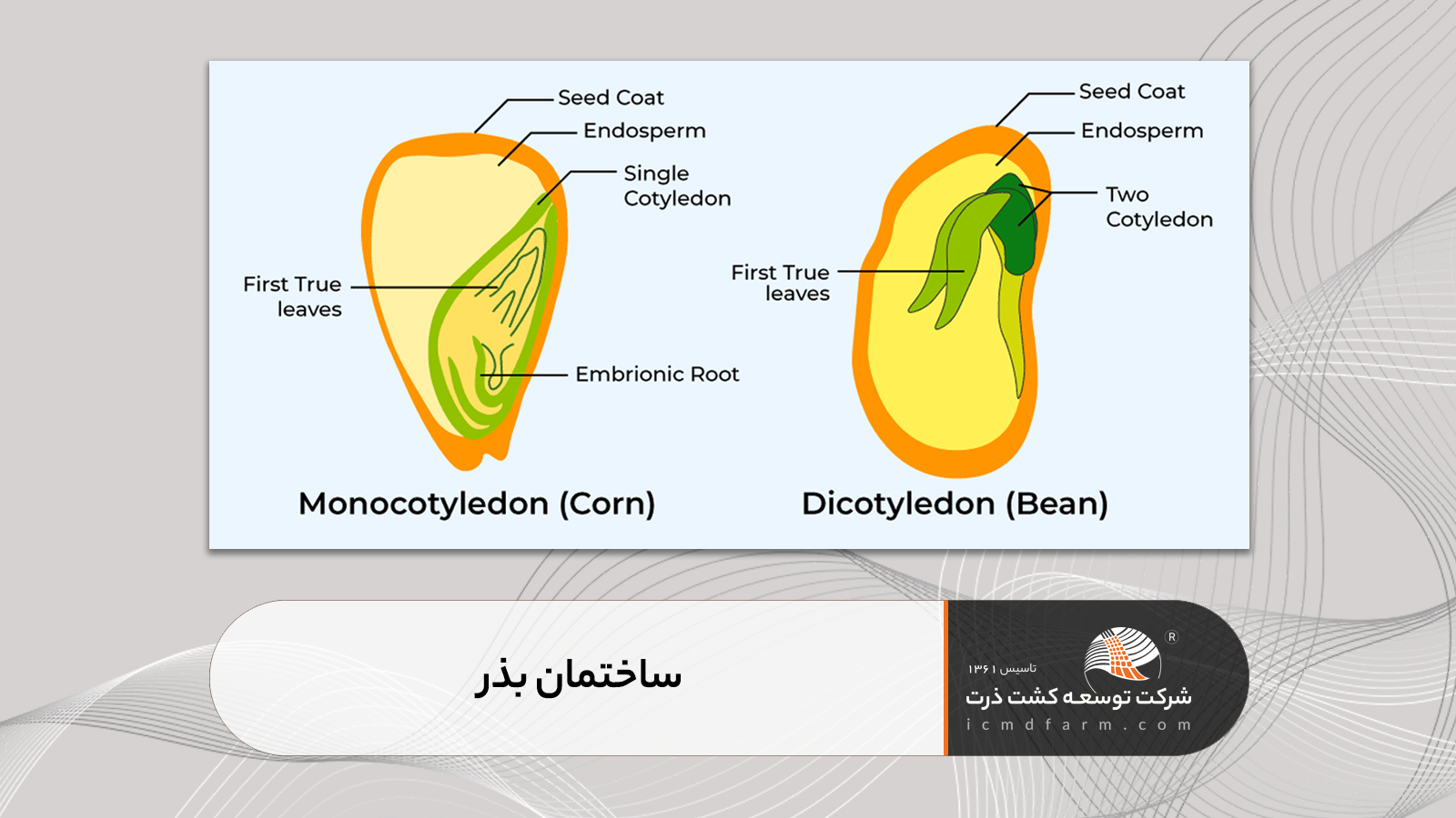 ساختمان بذر