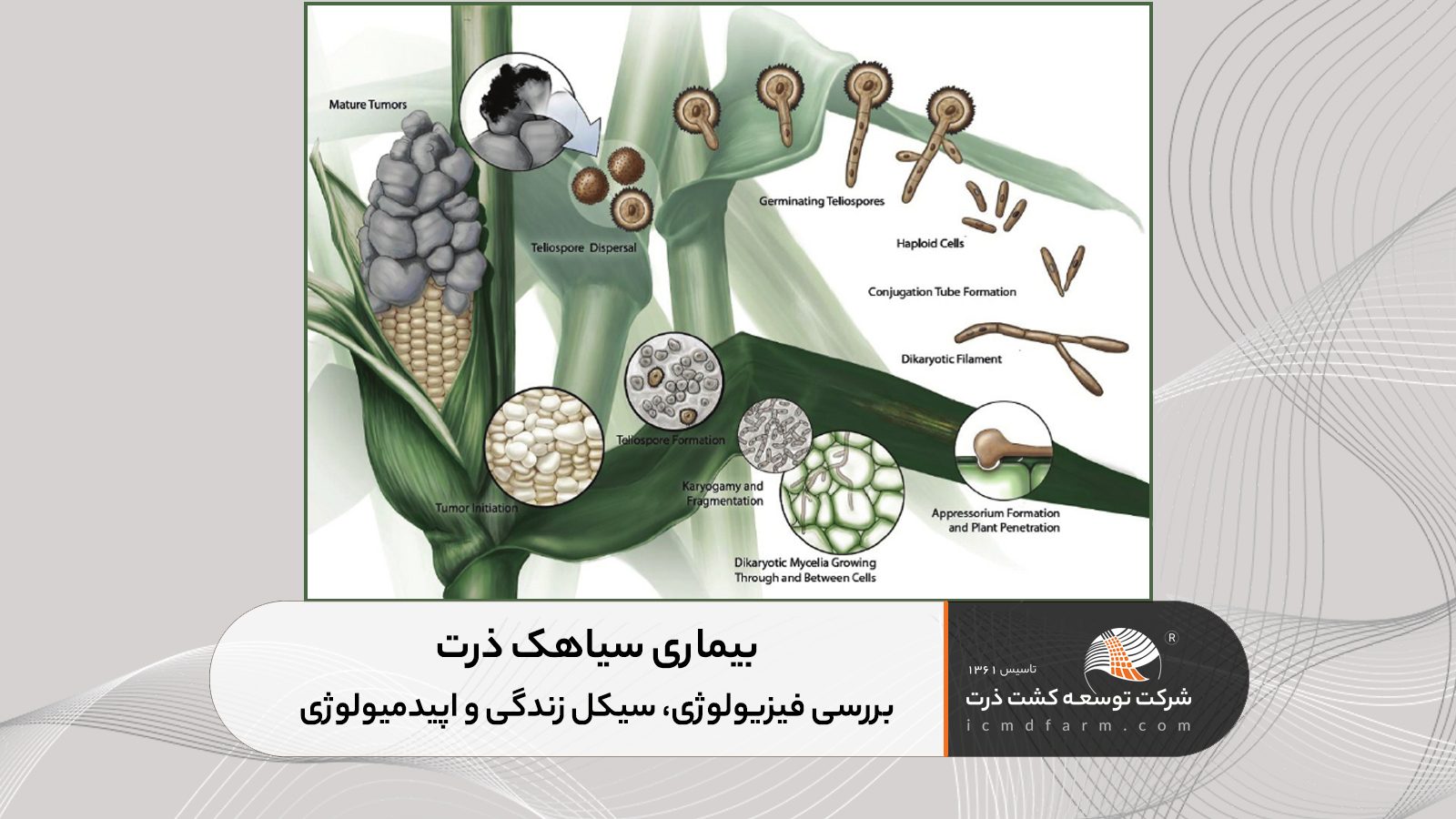 بیماری سیاهک ذرت: بررسی فیزیولوژی، سیکل زندگی و اپیدمیولوژی