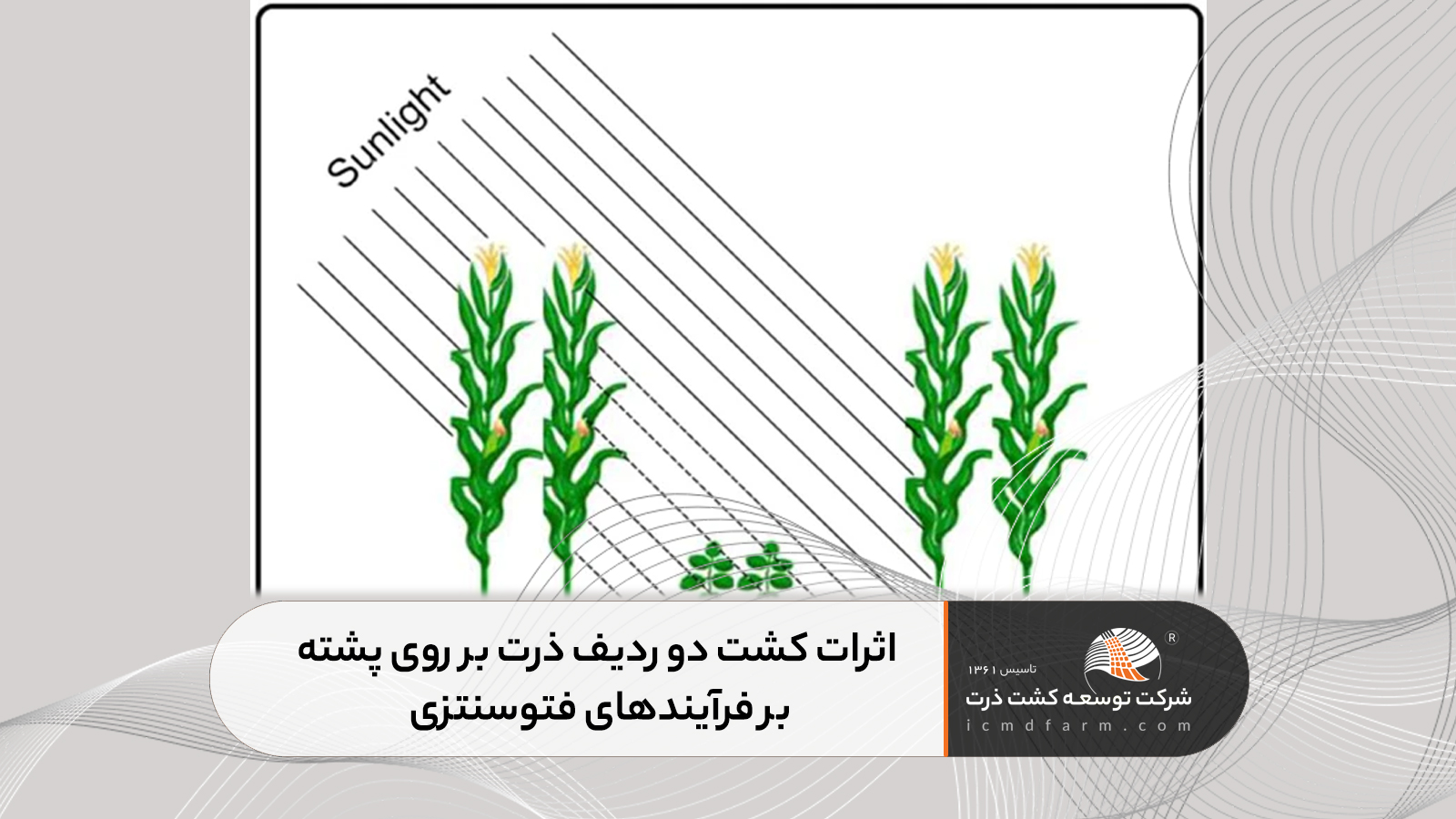 تحلیل فیزیولوژیکی و بیوشیمیایی اثرات کشت دو ردیف ذرت بر روی پشته بر فرآیندهای فتوسنتزی
