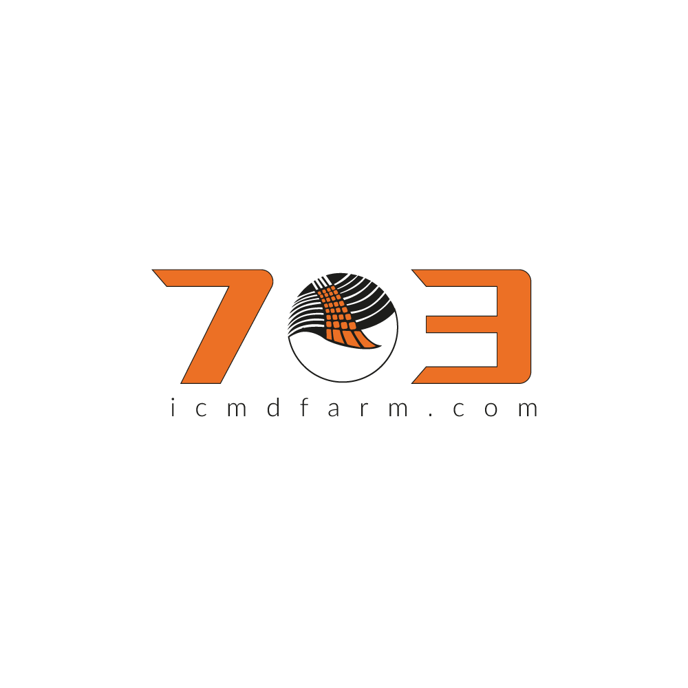 رقم بذر ذرت 703