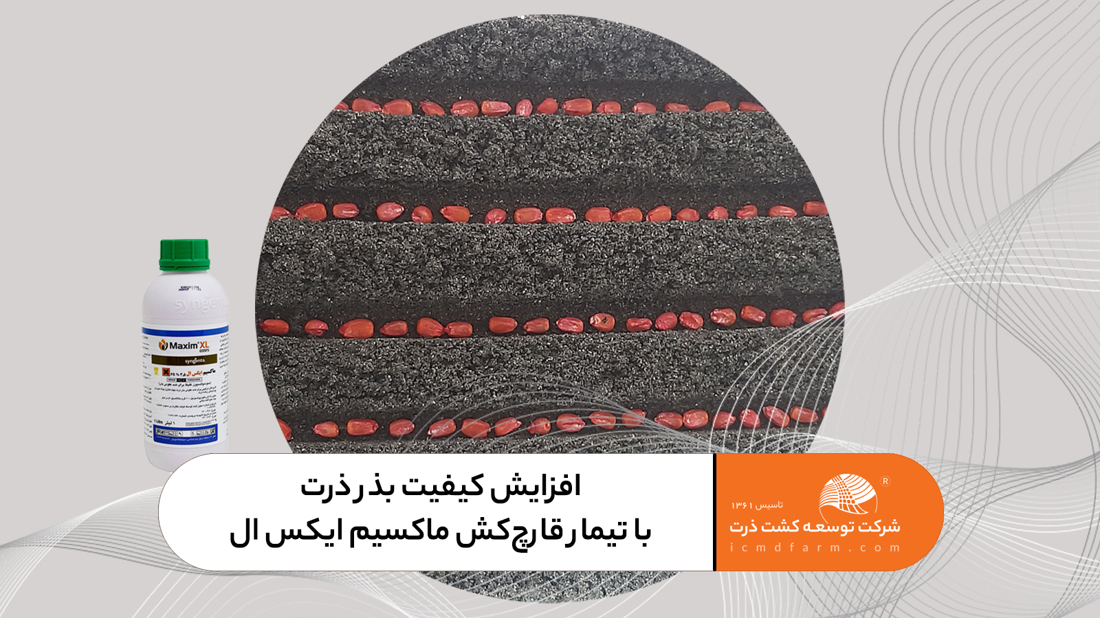 افزایش کیفیت بذر ذرت با تیمار قارچکش ماکسیم ایکس ال در کارخانه فرآوری بذر شرکت توسعه کشت ذرت