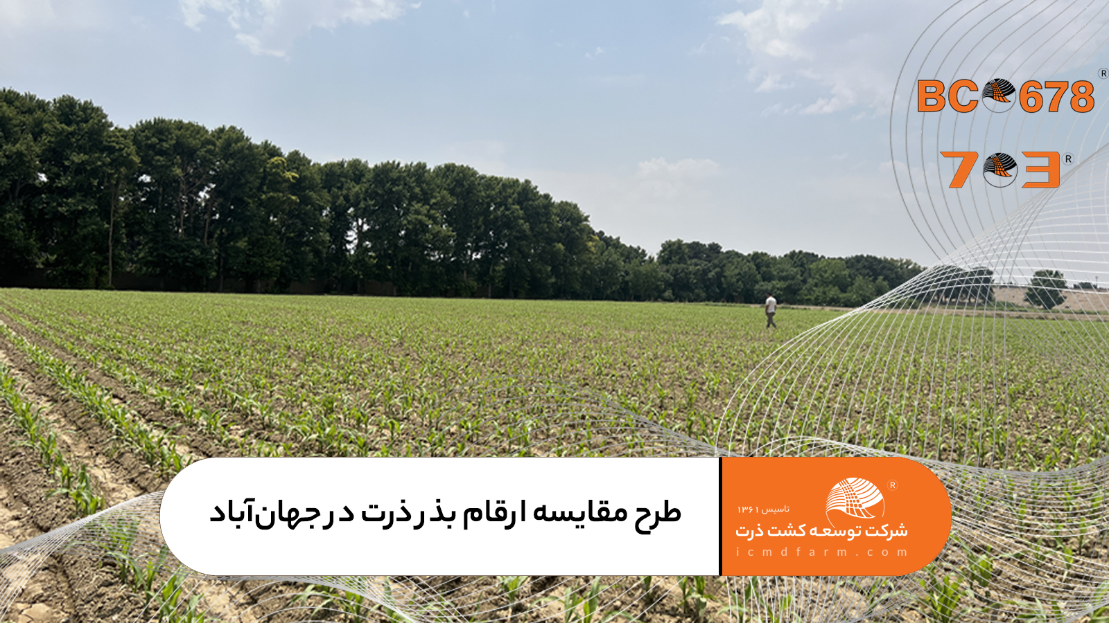 مقایسه عملکرد بذر ذرت KSC 703 و BC678 با رقم 704 در طرح PVS مزرعه آقای شریفنیا