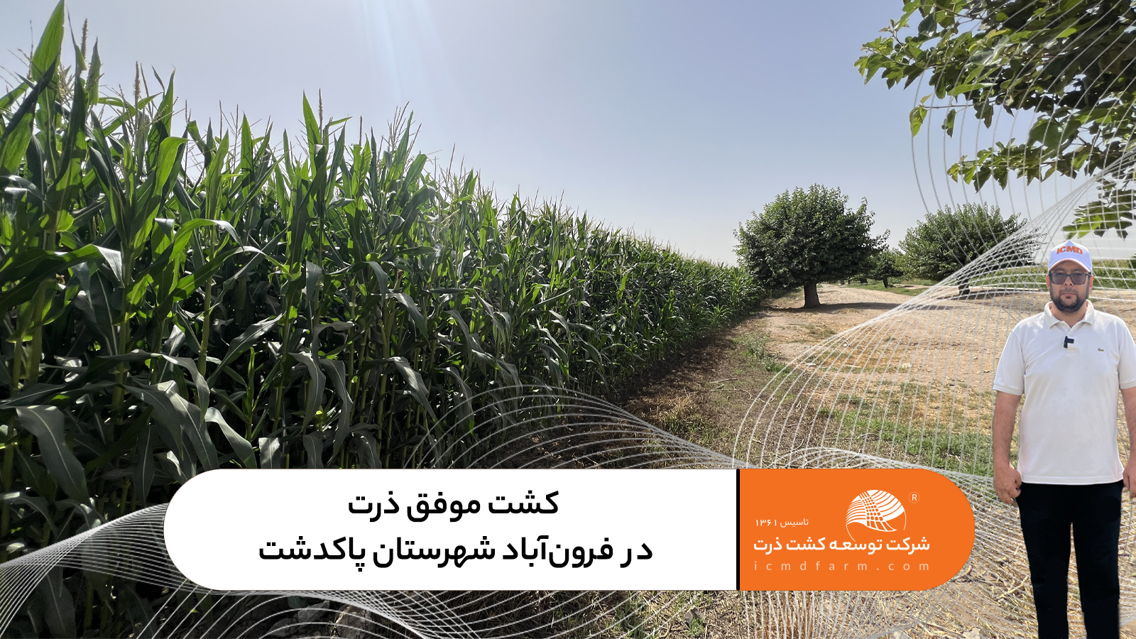 کشت موفق ذرت در فرونآباد شهرستان پاکدشت؛ آبیاری، کوددهی و انتخاب بذر مناسب