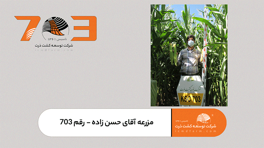 بذر ذرت 703