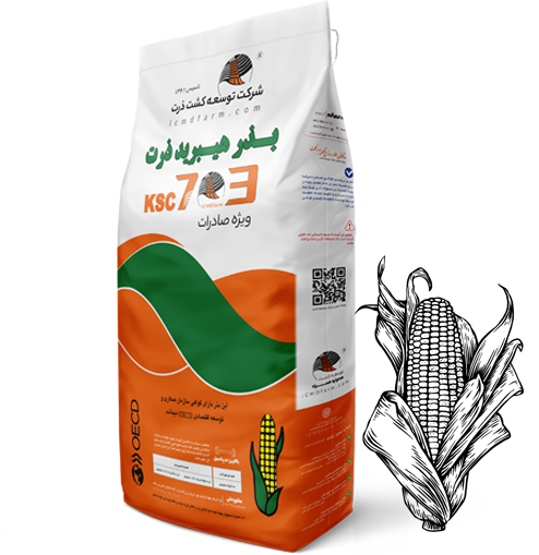 بذر ذرت 703